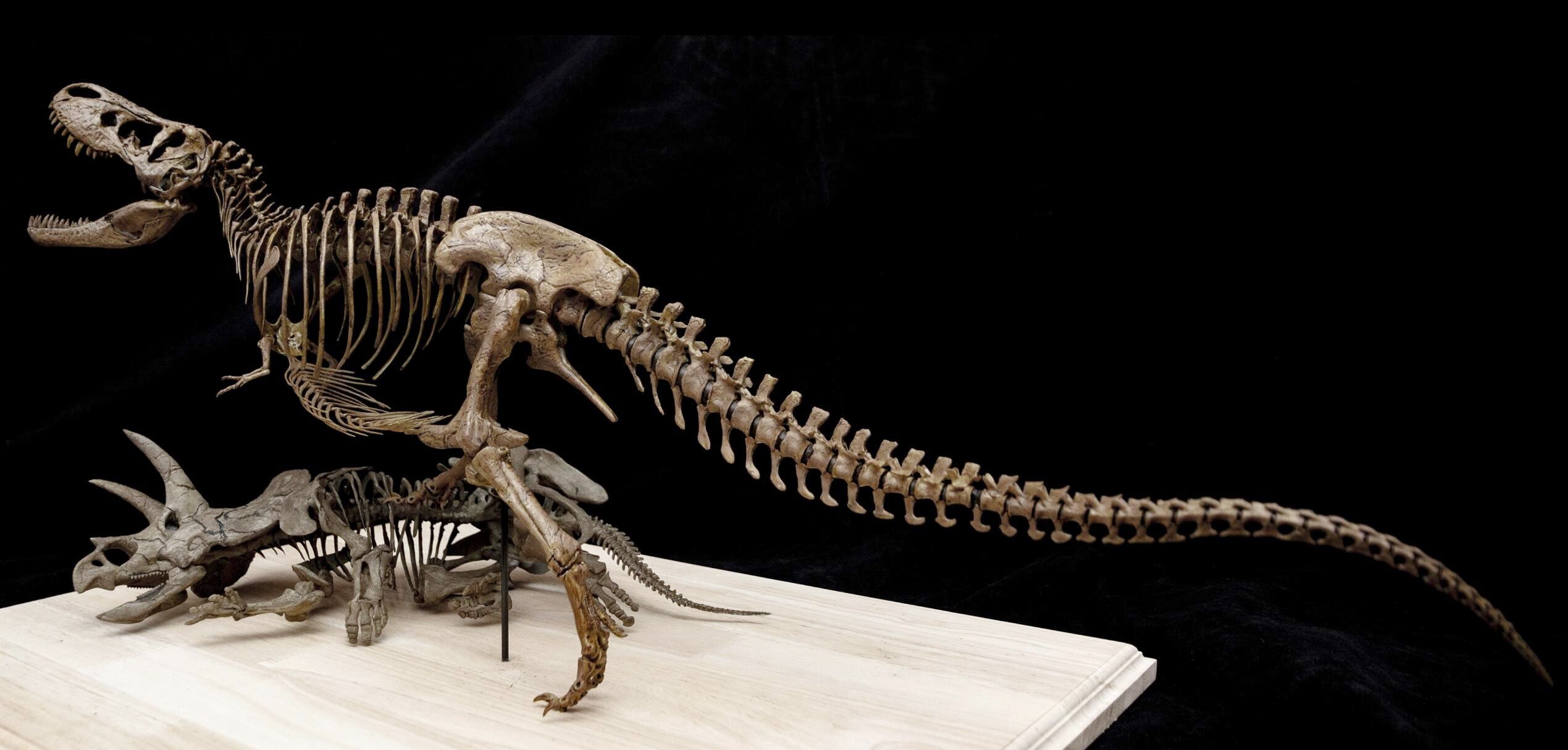 Tyrannosaurus Rex gegen Triceratops – Skelettmodell