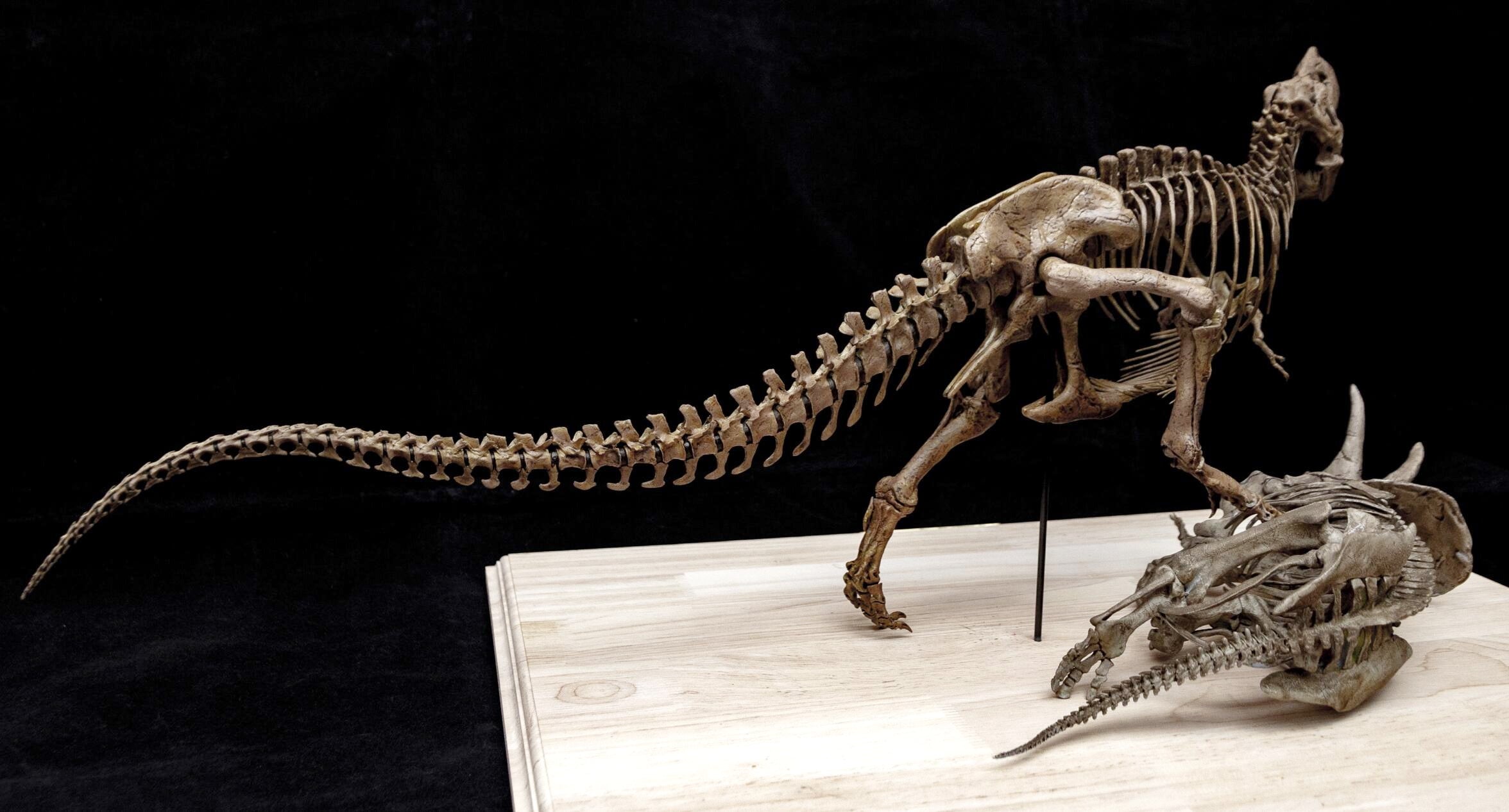 Tyrannosaurus Rex gegen Triceratops – Skelettmodell