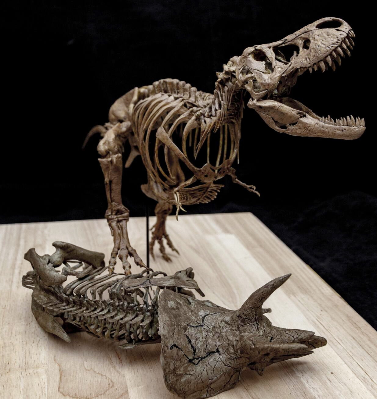 Tyrannosaurus Rex gegen Triceratops – Skelettmodell