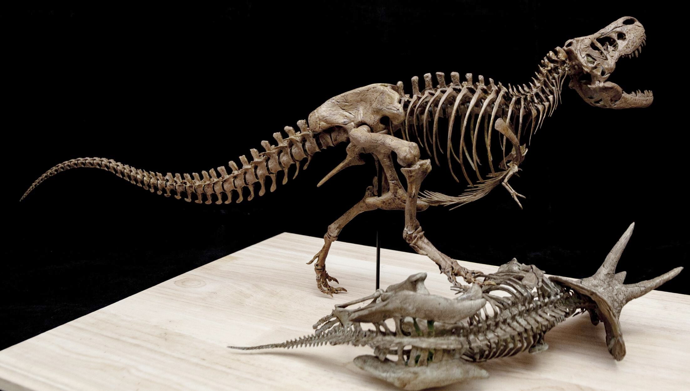 Tyrannosaurus Rex gegen Triceratops – Skelettmodell