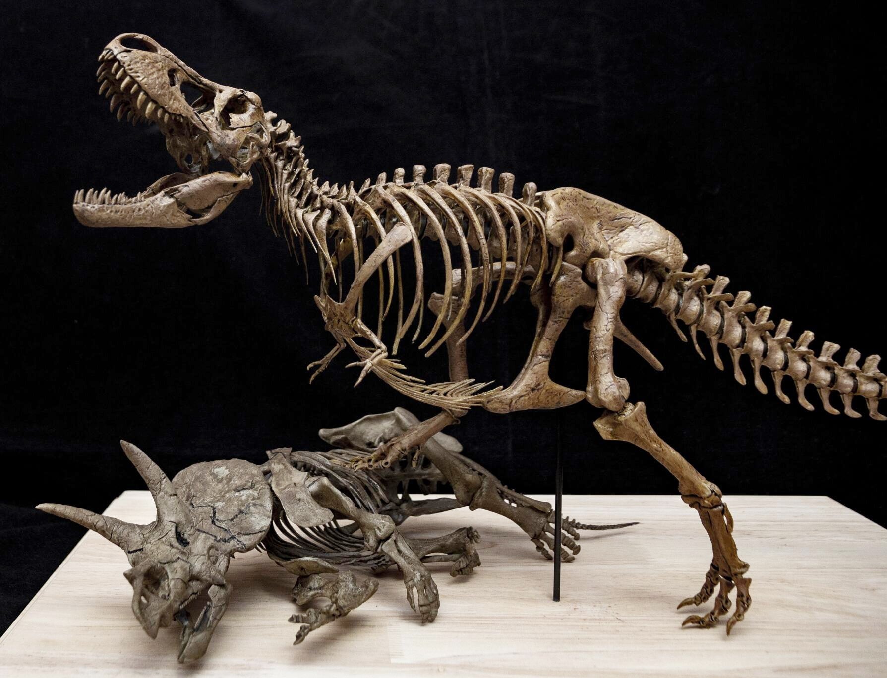 Tyrannosaurus Rex gegen Triceratops – Skelettmodell