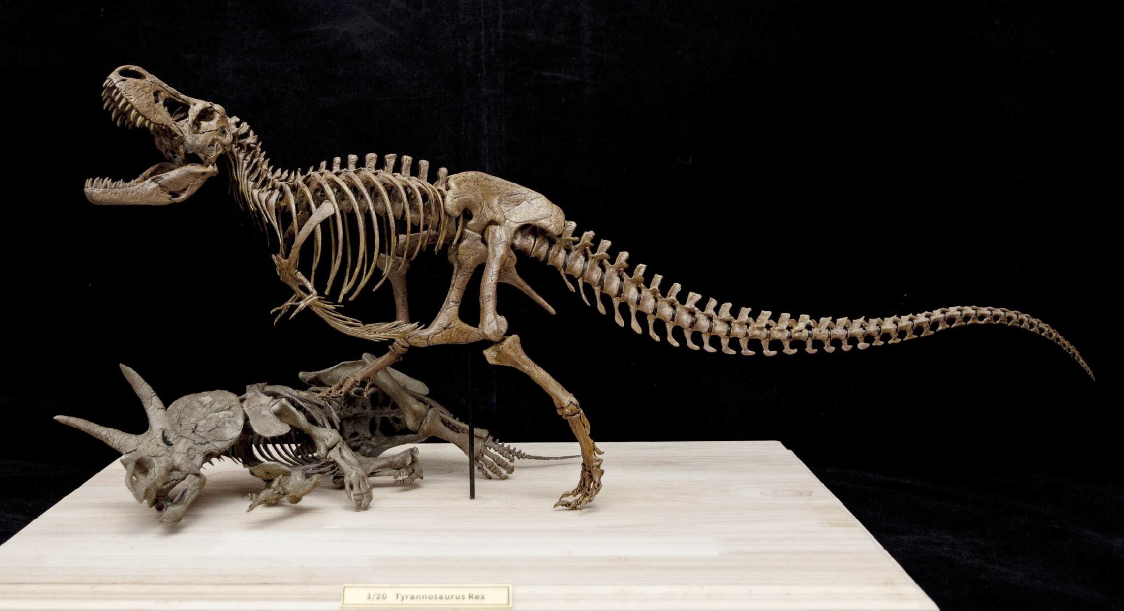 Tyrannosaurus Rex gegen Triceratops – Skelettmodell