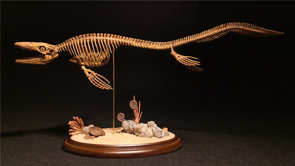 1/25 Mosasaurus Skeleton Model