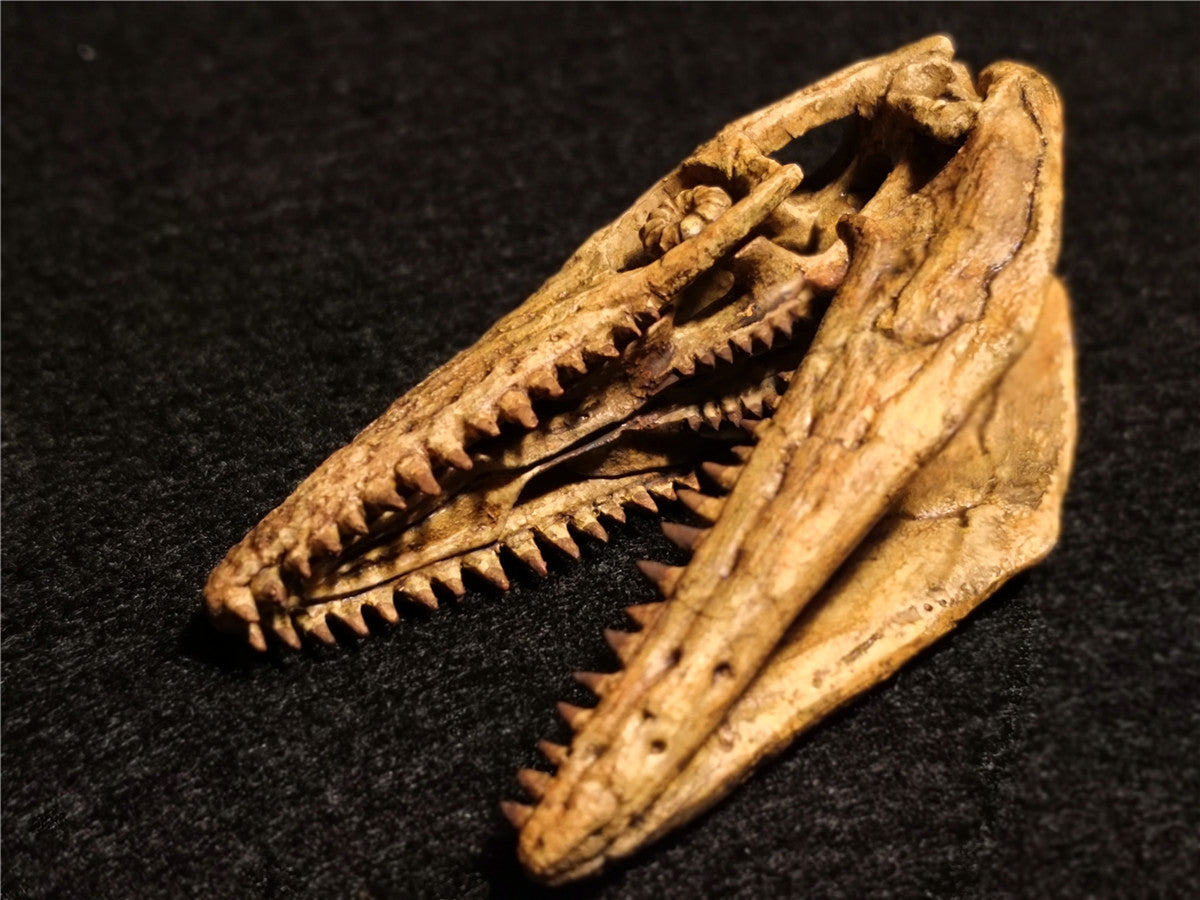 1/25 Mosasaurus Skeleton Model