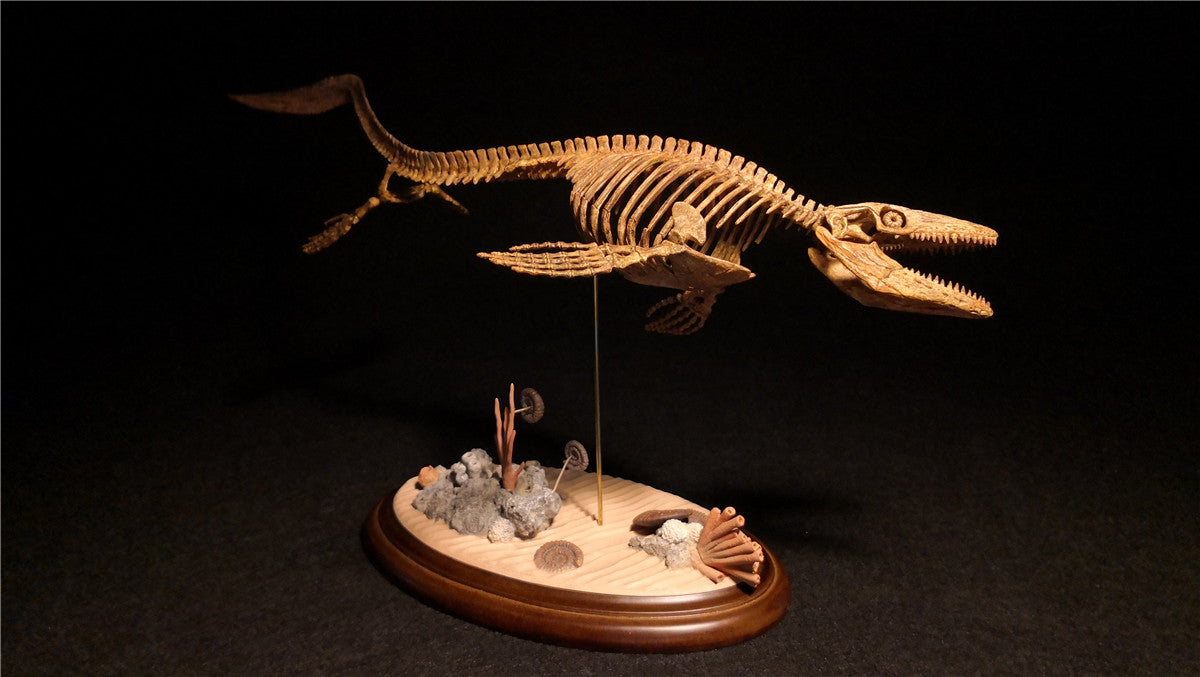 1/25 Mosasaurus Skeleton Model
