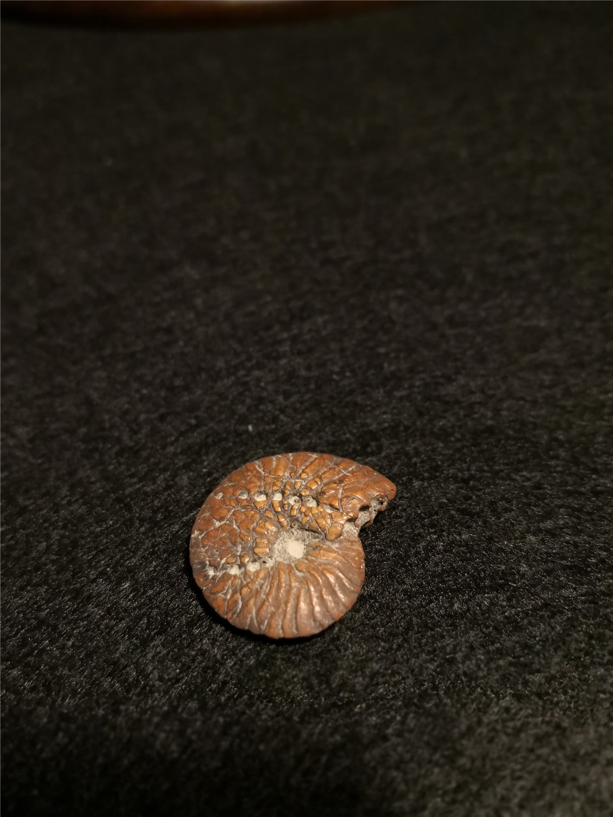1/25 Mosasaurus Skeleton Model