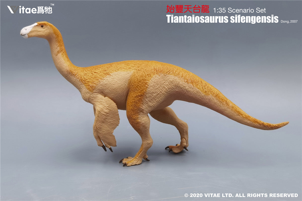 Vitae Tiantaiosaurus sifengensis Dong B Model