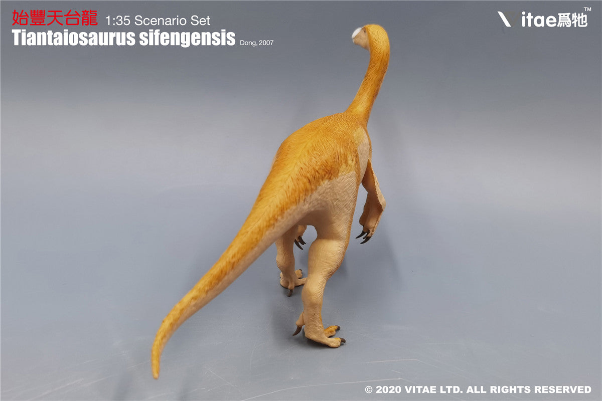 Vitae Tiantaiosaurus sifengensis Dong B Model