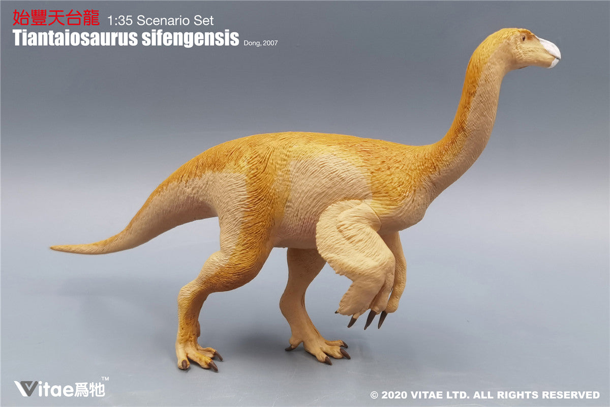 Vitae Tiantaiosaurus sifengensis Dong B Model