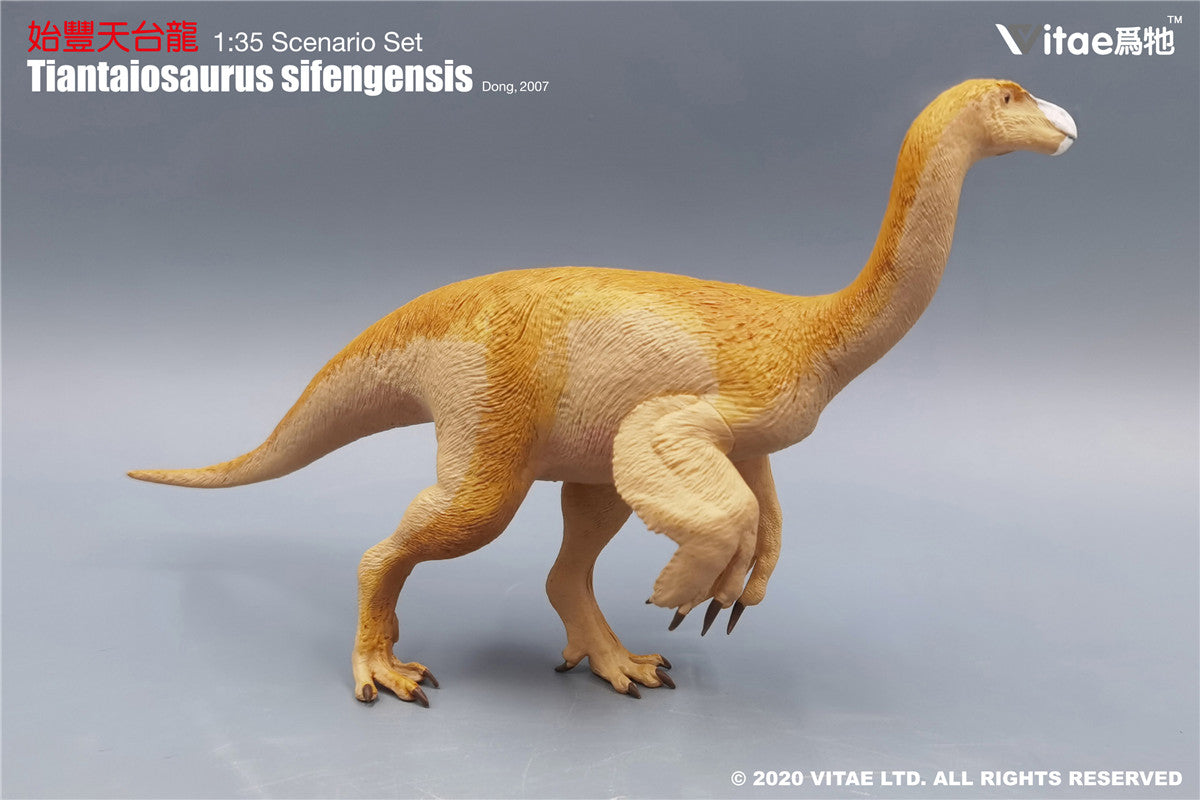 Vitae Tiantaiosaurus sifengensis Dong B Model