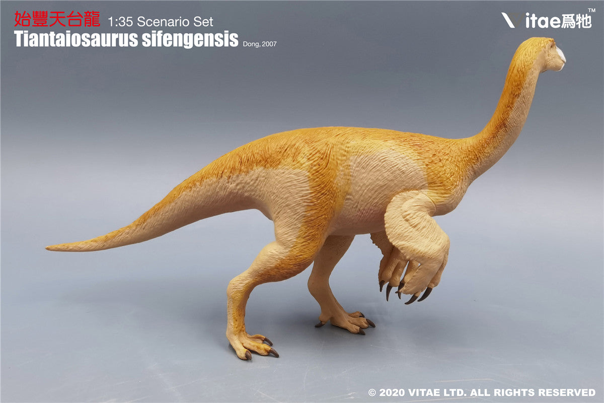 Vitae Tiantaiosaurus sifengensis Dong B Model