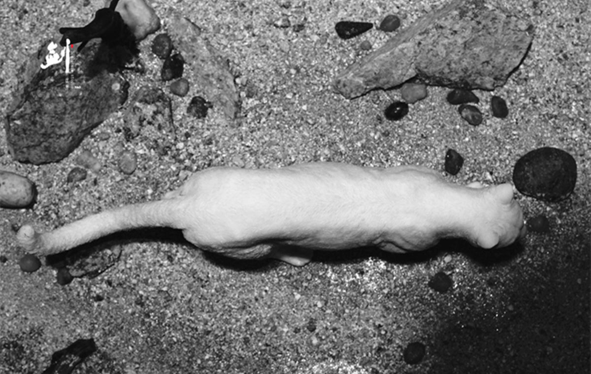 1/6 COUGAR STATUE Painted Version