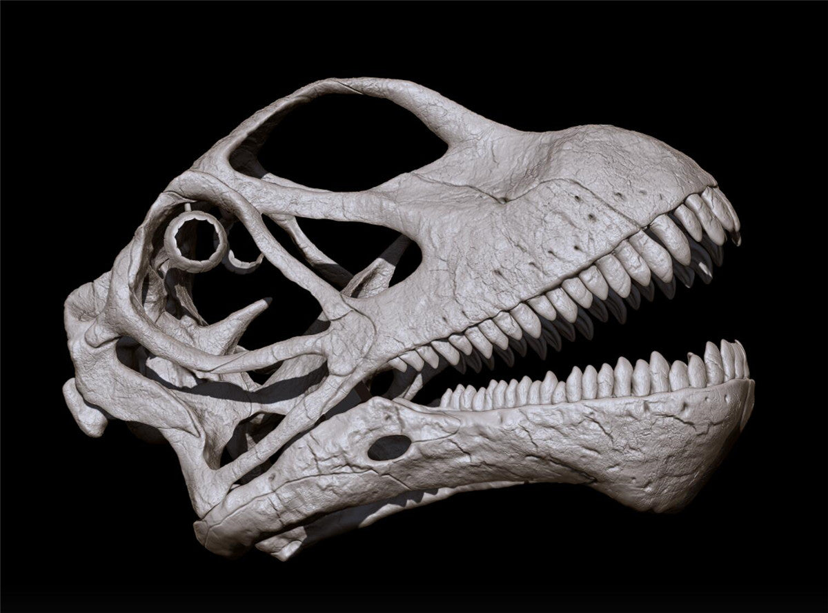 Mamenchisaurus youngi Skull Skeleton Model