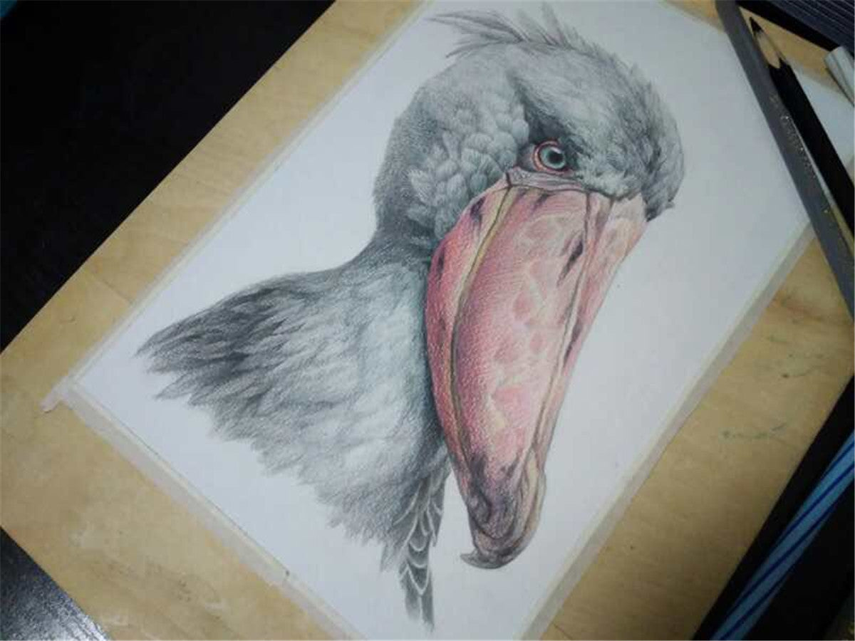 Balaeniceps Rex Model