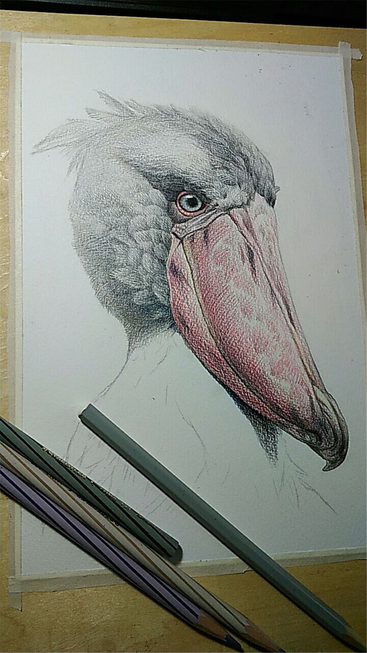 Balaeniceps Rex Model