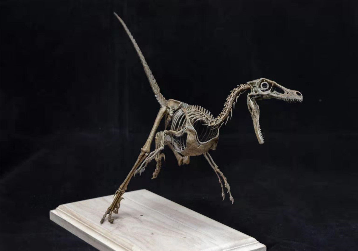 1/4 Velociraptor Skeleton Model