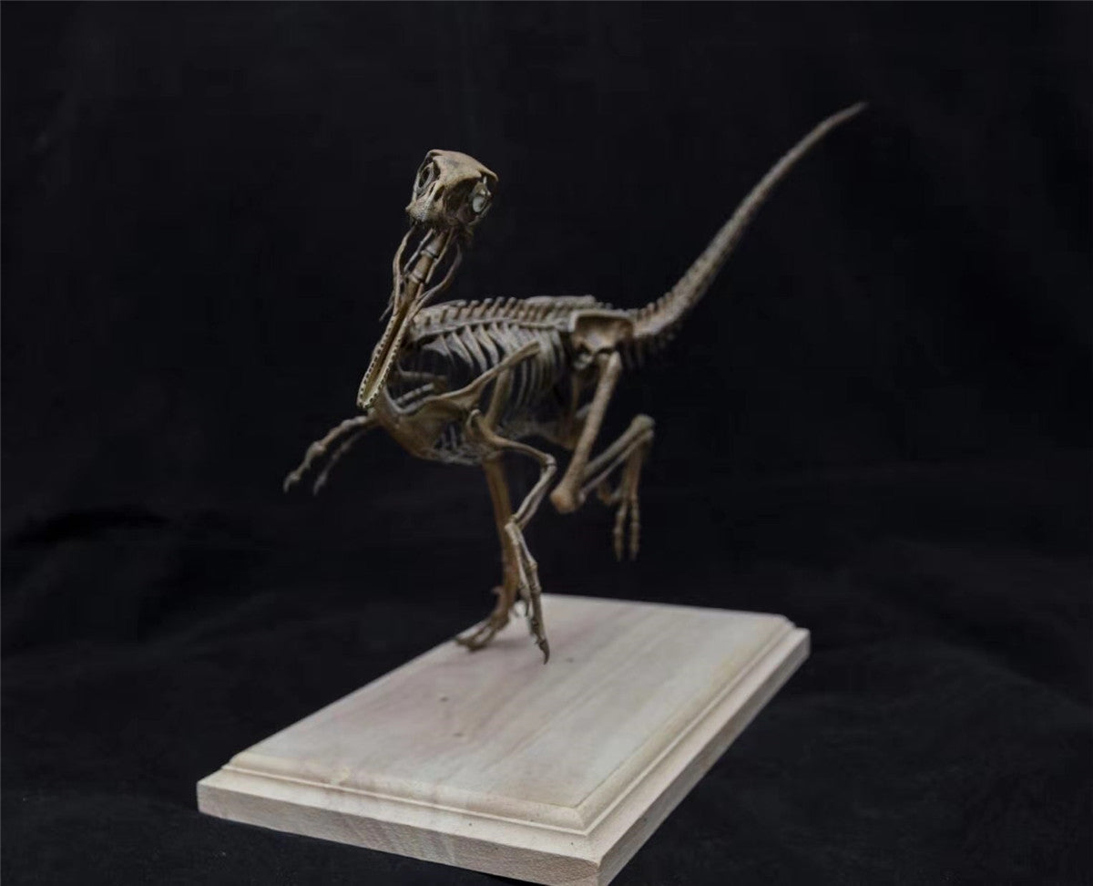 1/4 Velociraptor Skeleton Model