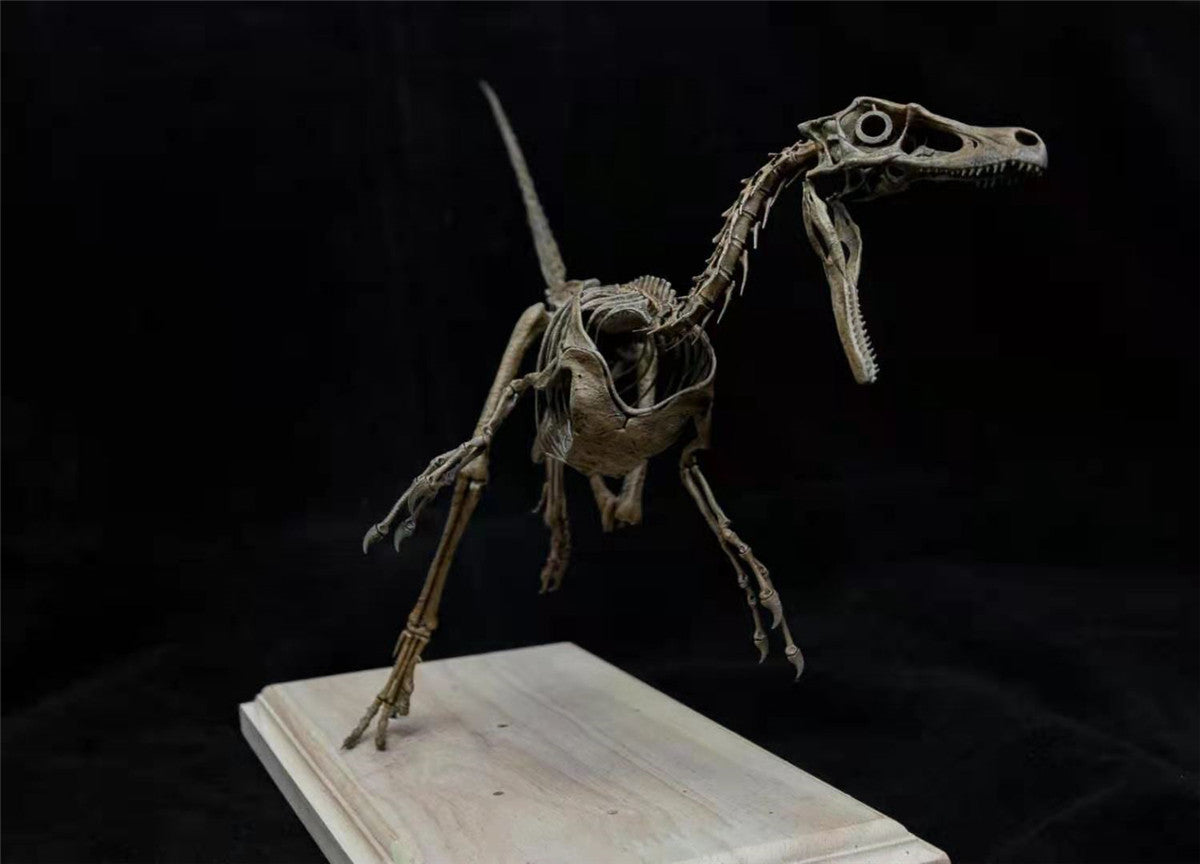 1/4 Velociraptor Skeleton Model