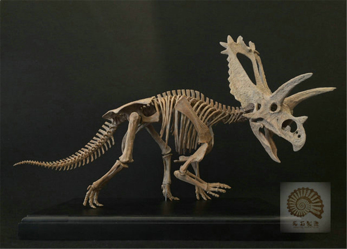 1/10 Pentaceratops Skeleton Model