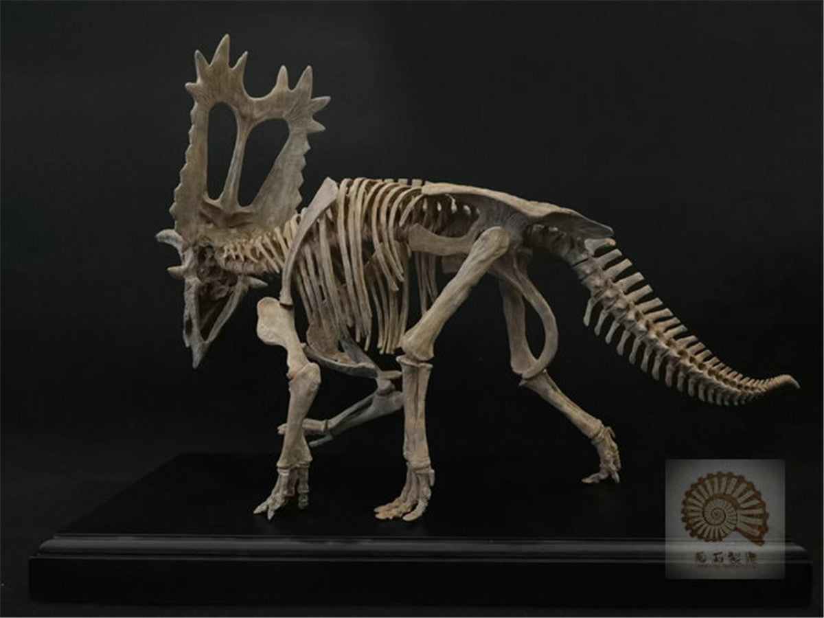 1/10 Pentaceratops Skeleton Model