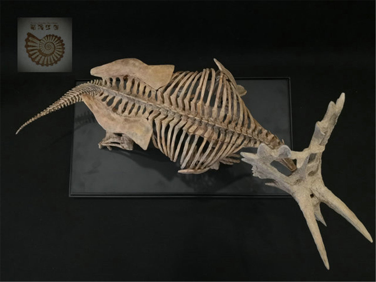1/10 Pentaceratops Skeleton Model