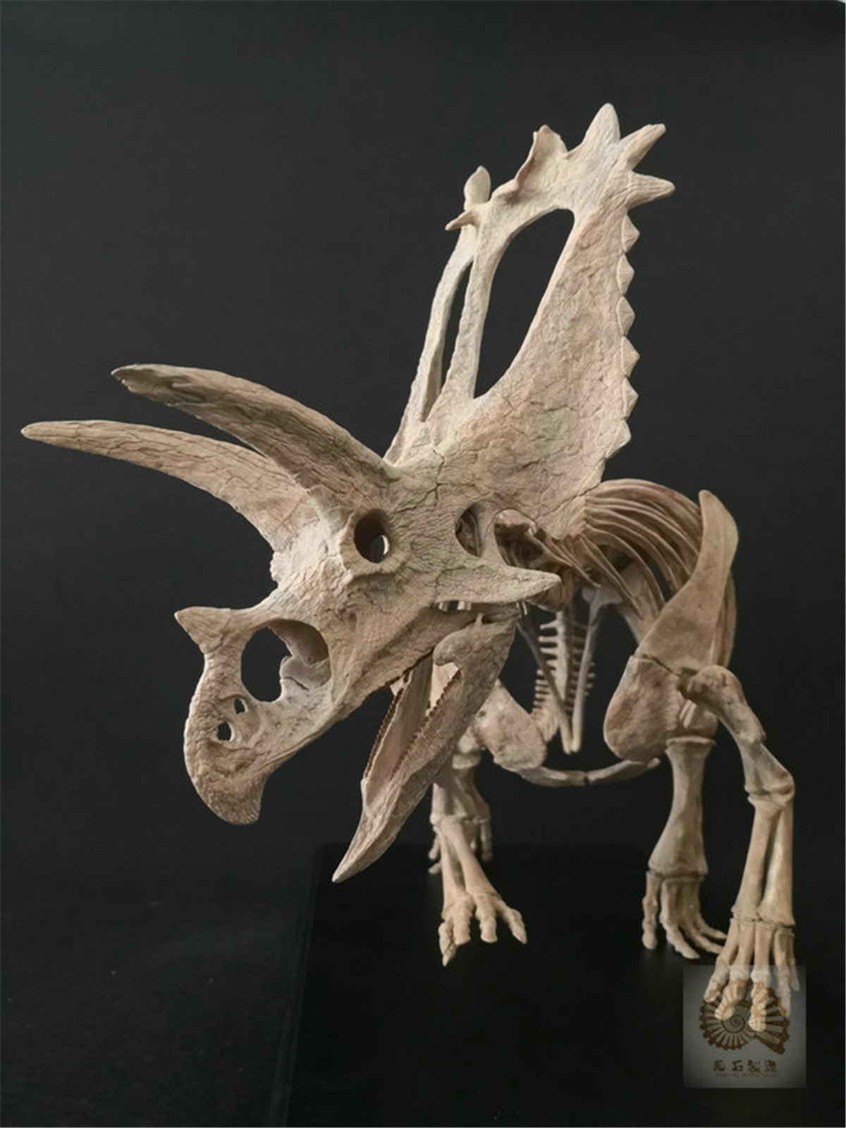 1/10 Pentaceratops Skeleton Model