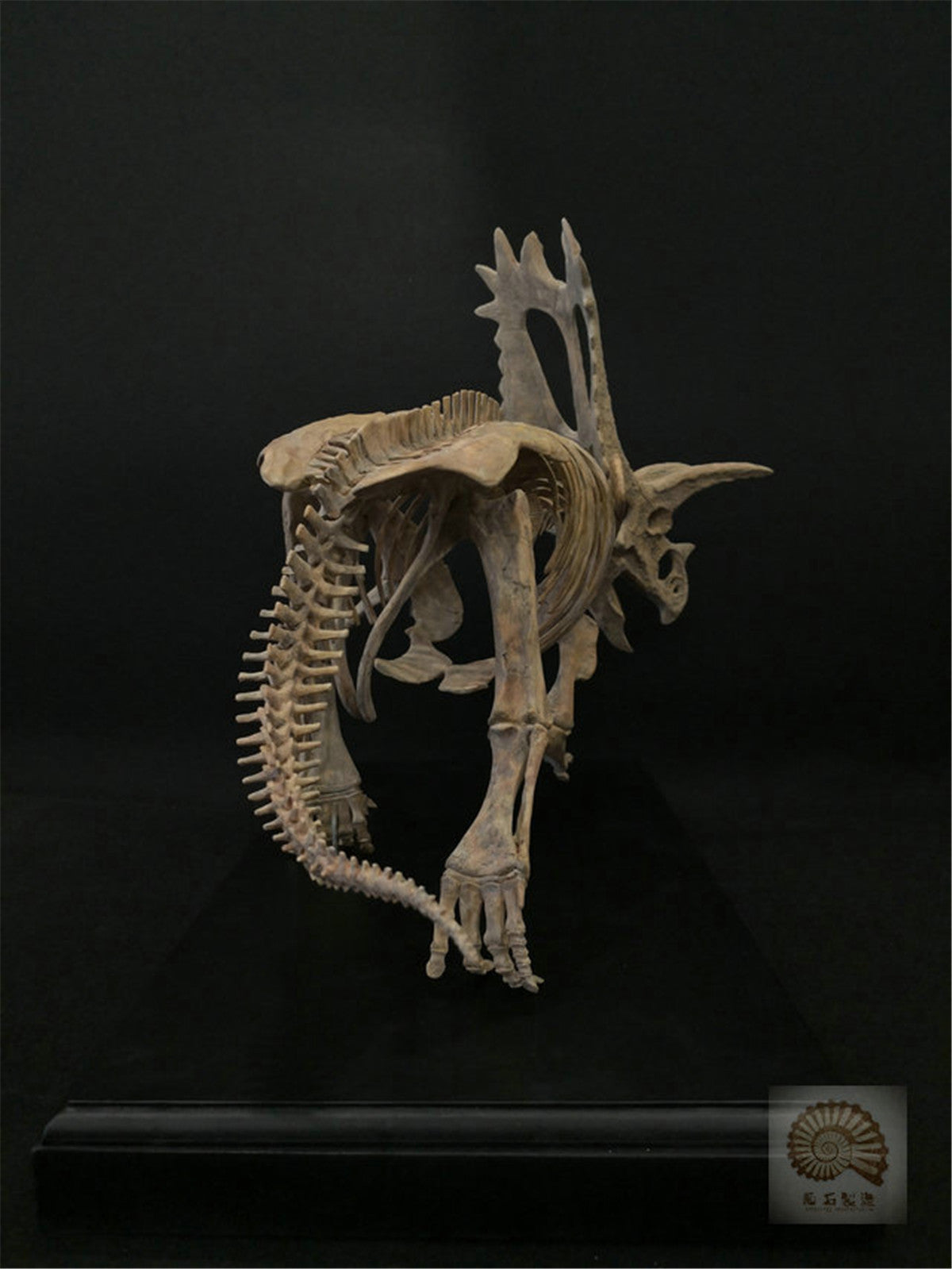 1/10 Pentaceratops Skeleton Model