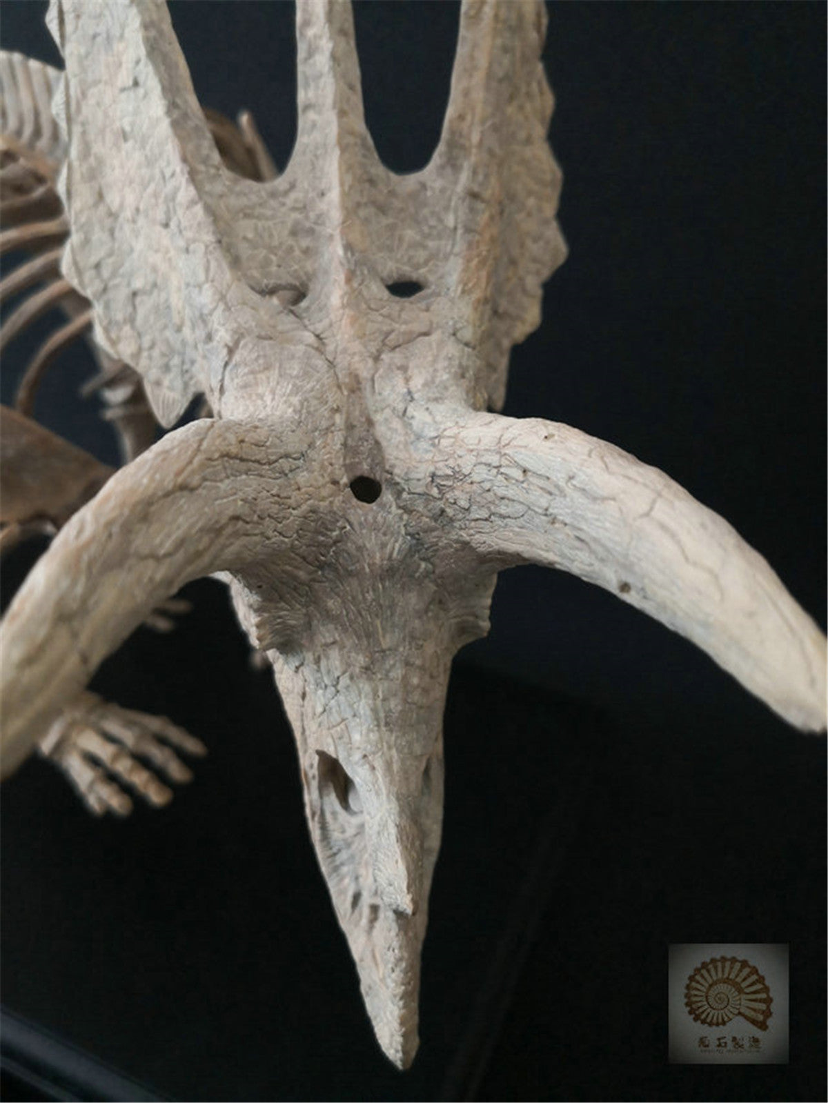 1/10 Pentaceratops Skeleton Model