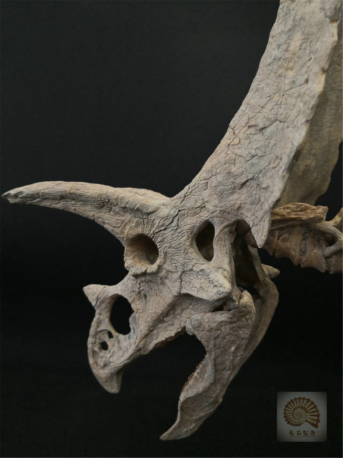 1/10 Pentaceratops Skeleton Model