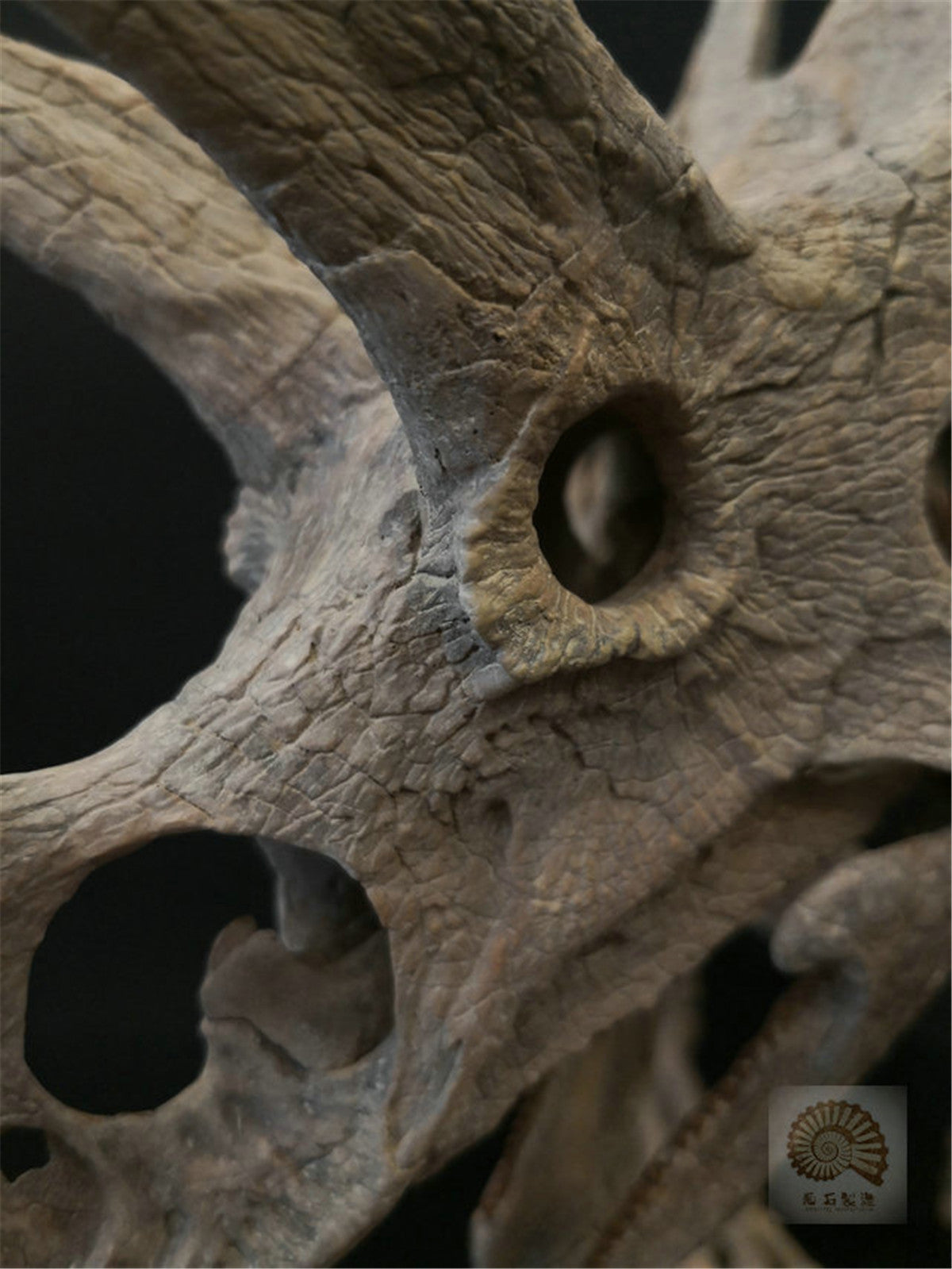 1/10 Pentaceratops Skeleton Model