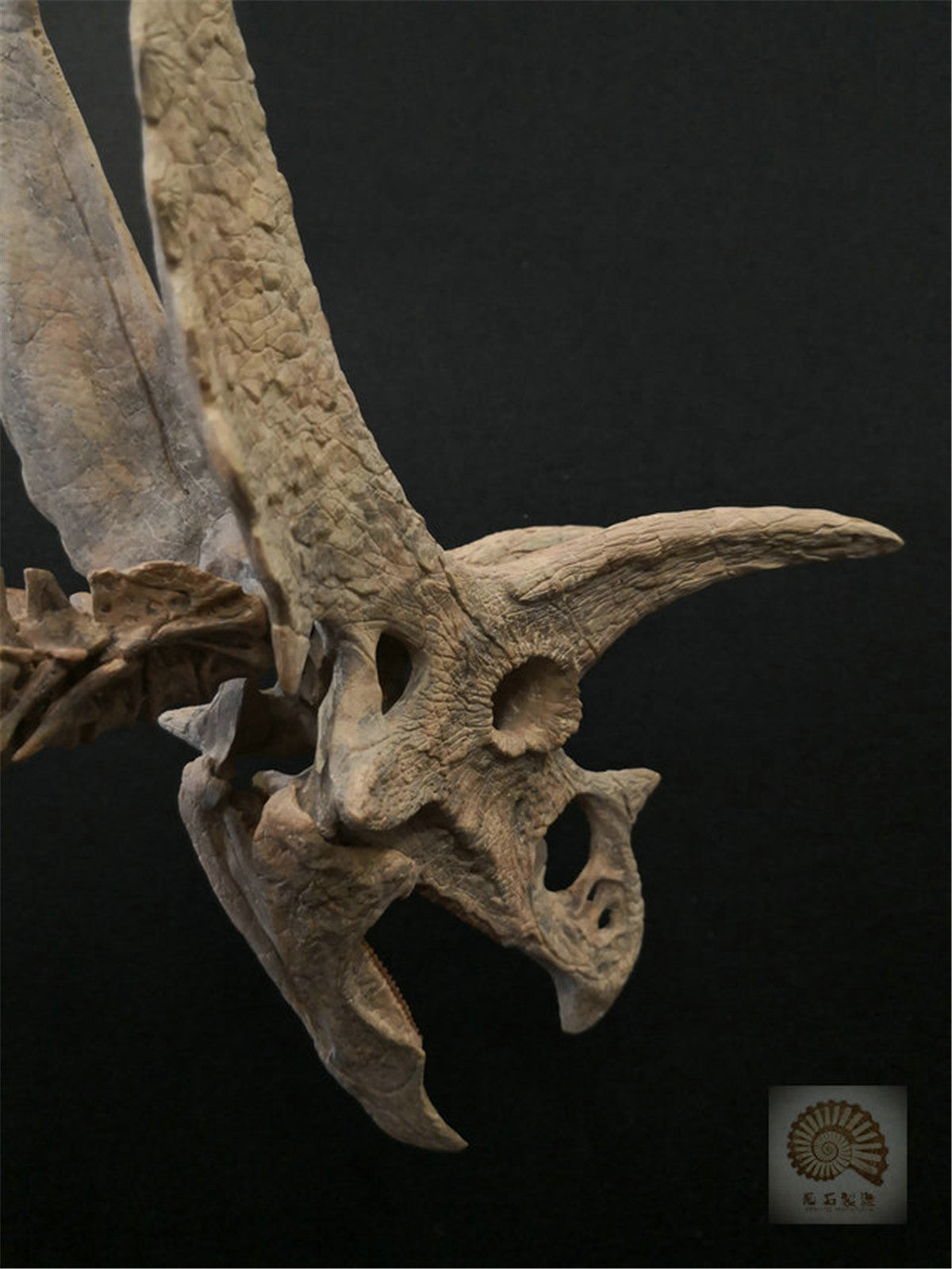 1/10 Pentaceratops Skeleton Model