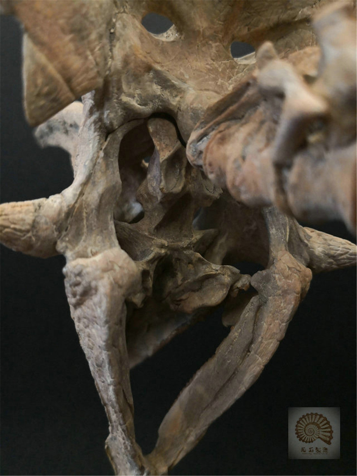 1/10 Pentaceratops Skeleton Model