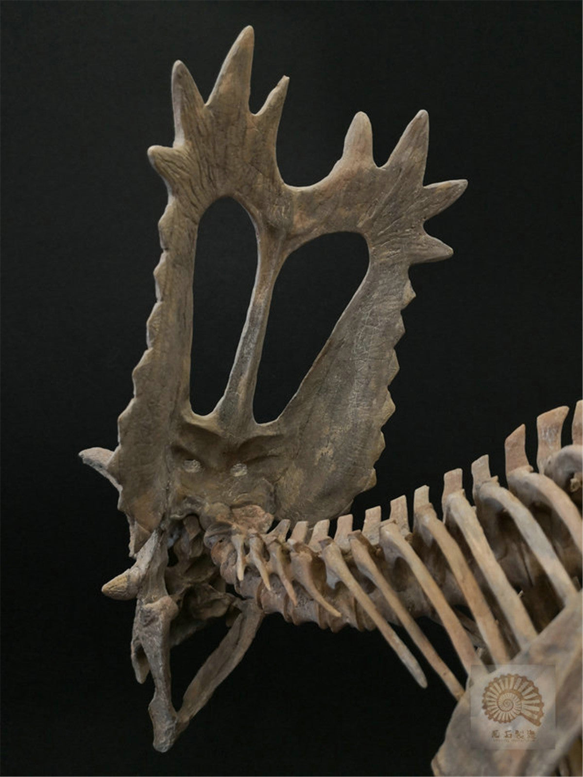 1/10 Pentaceratops Skeleton Model