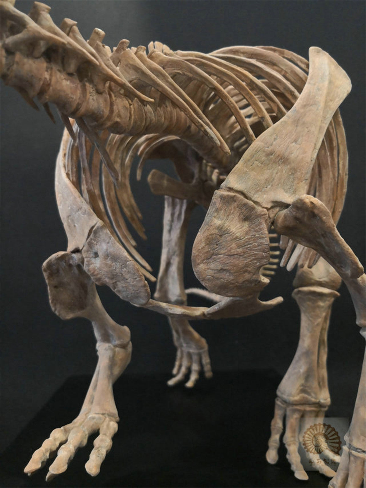 1/10 Pentaceratops Skeleton Model