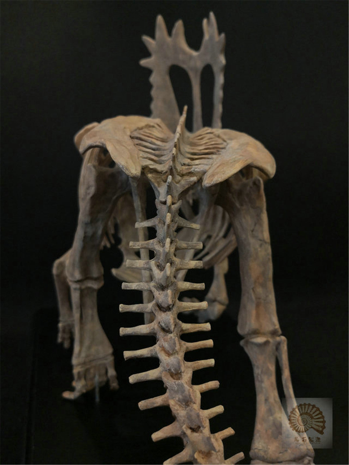 1/10 Pentaceratops Skeleton Model