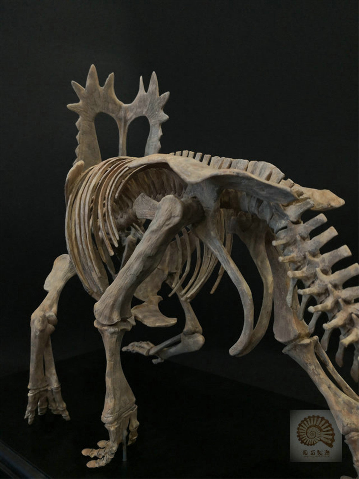 1/10 Pentaceratops Skeleton Model