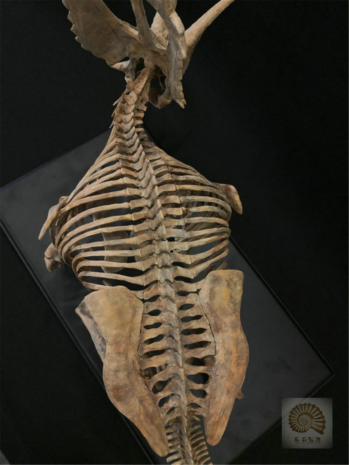 1/10 Pentaceratops Skeleton Model