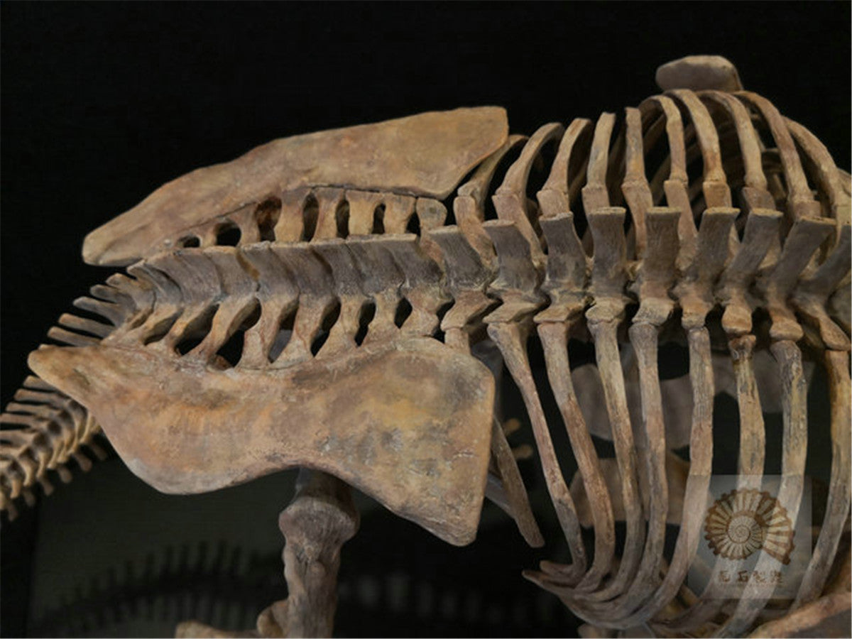 1/10 Pentaceratops Skeleton Model