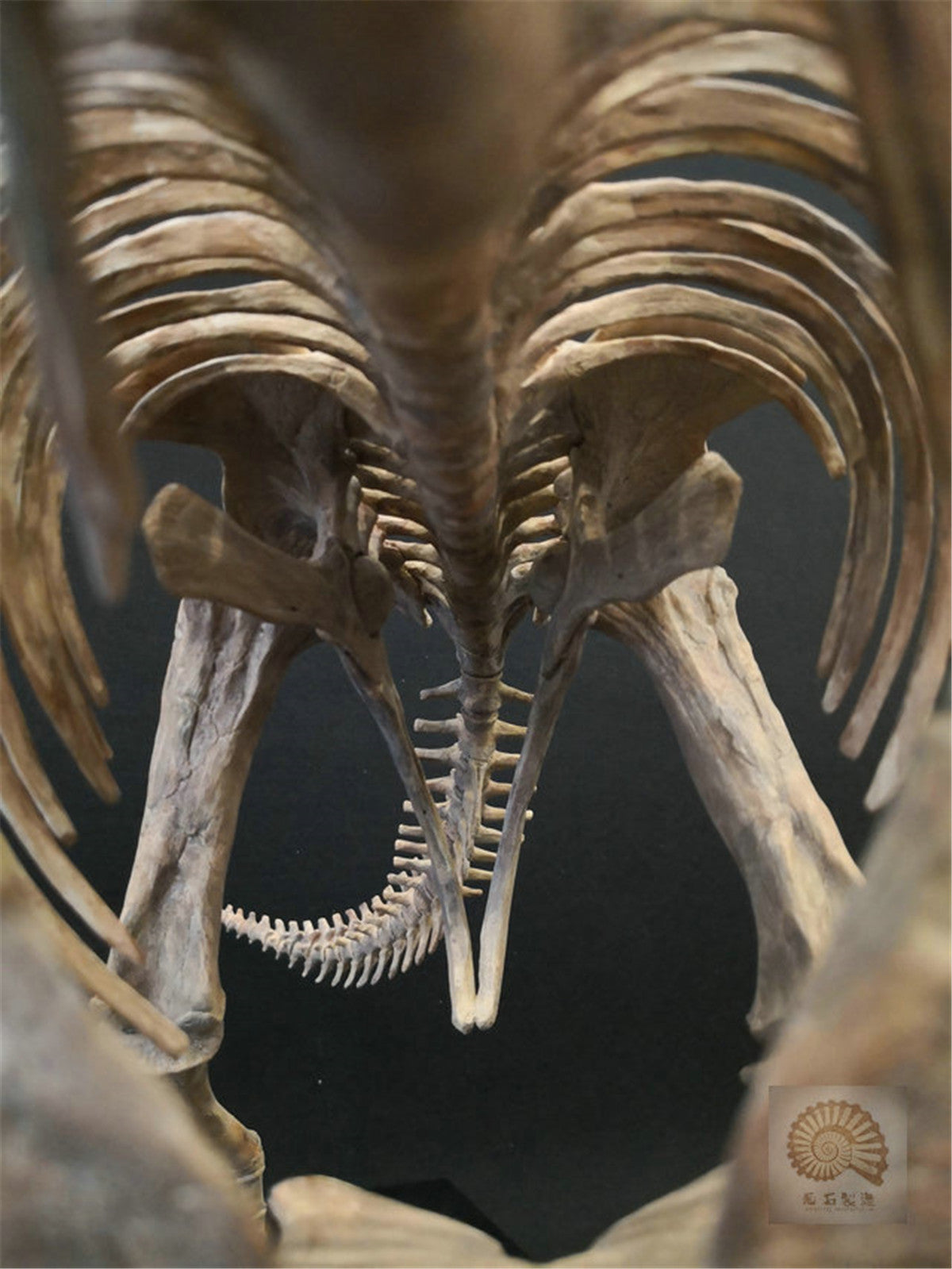 1/10 Pentaceratops Skeleton Model