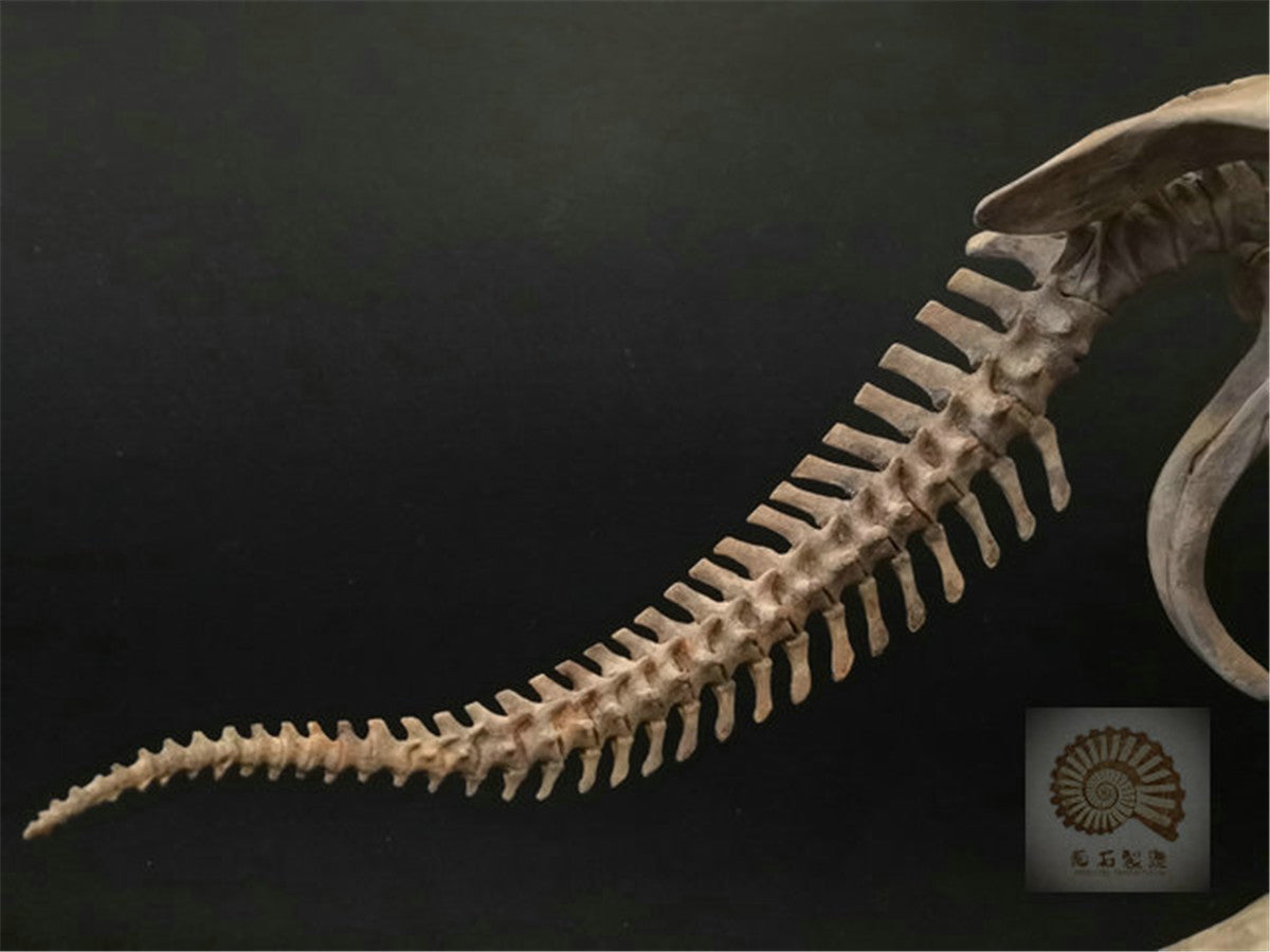 1/10 Pentaceratops Skeleton Model