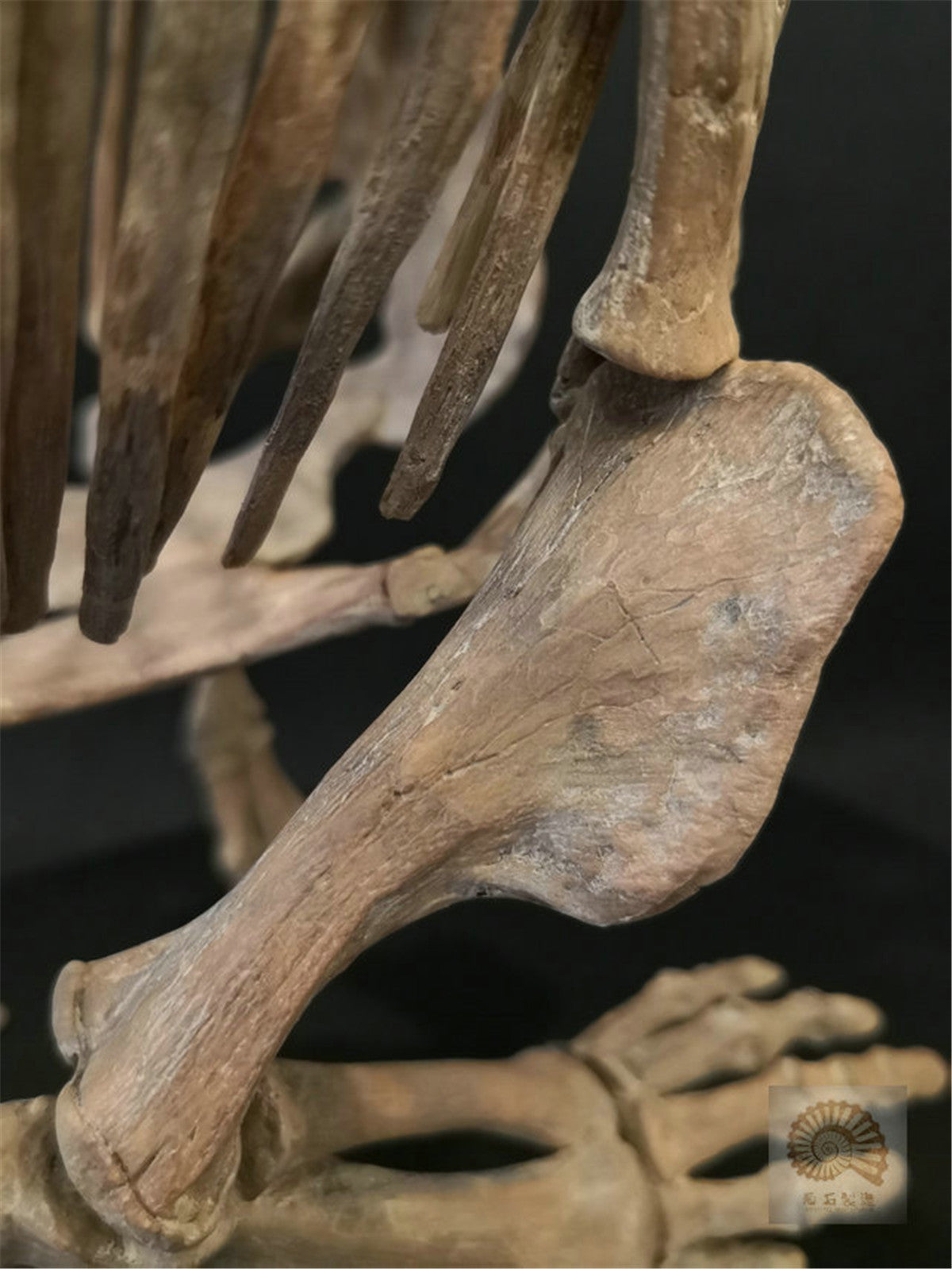 1/10 Pentaceratops Skeleton Model
