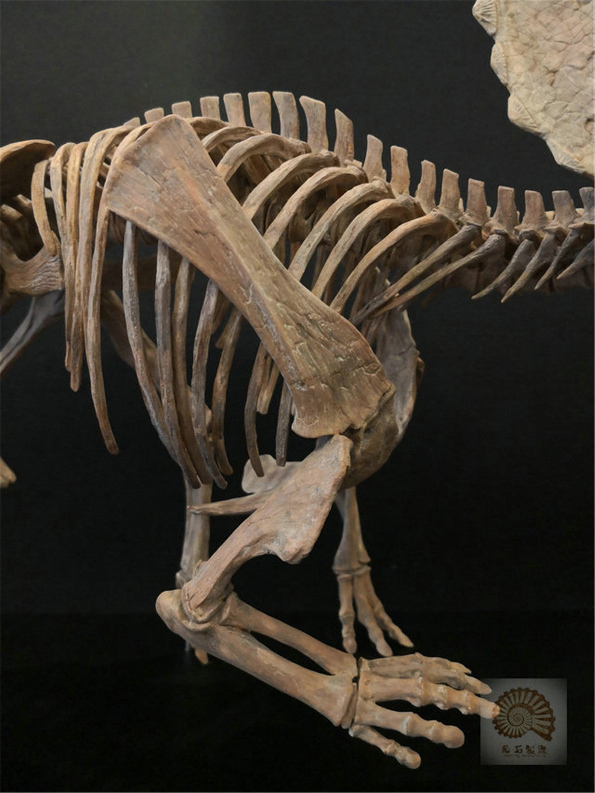 1/10 Pentaceratops Skeleton Model