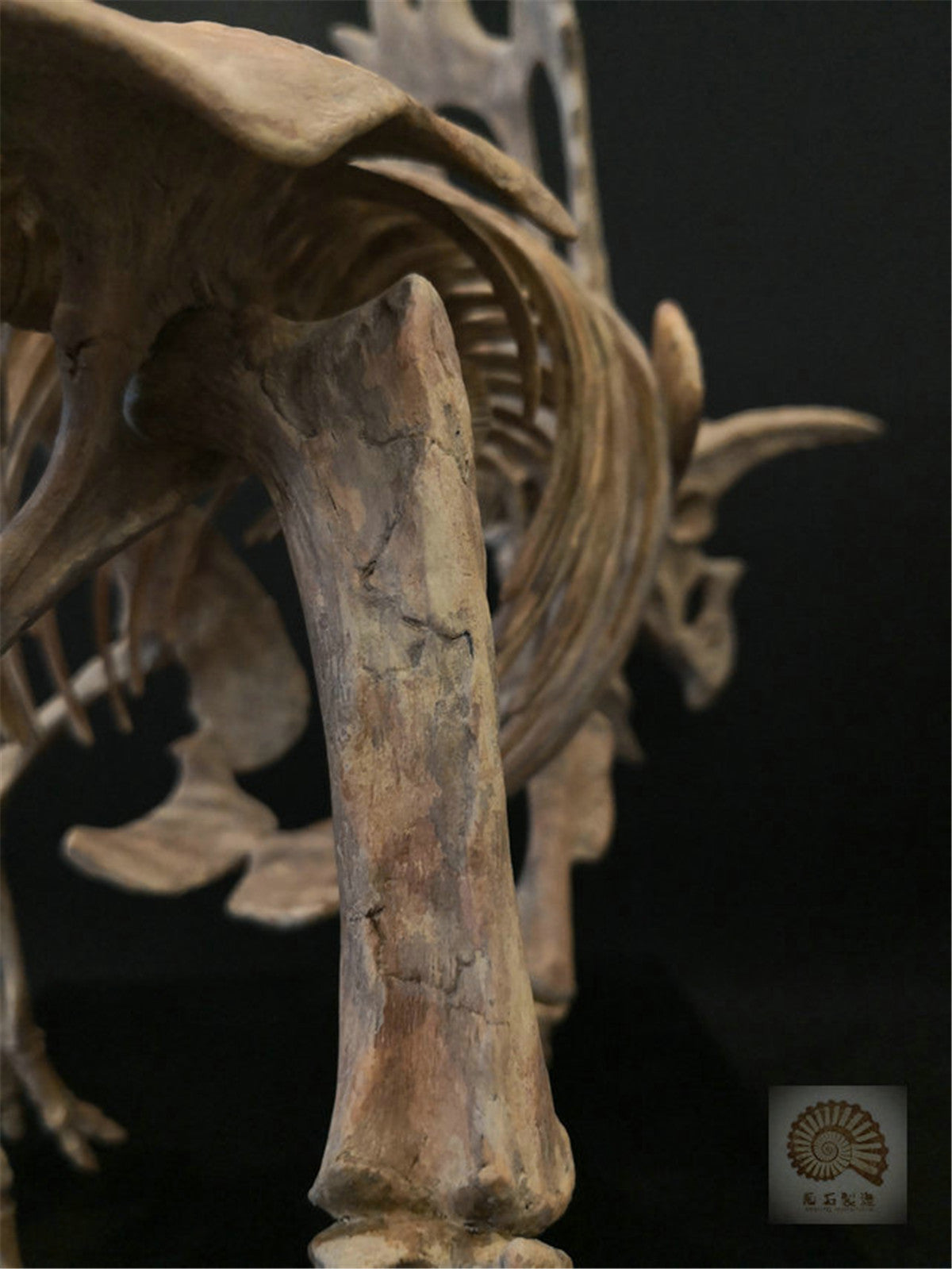 1/10 Pentaceratops Skeleton Model