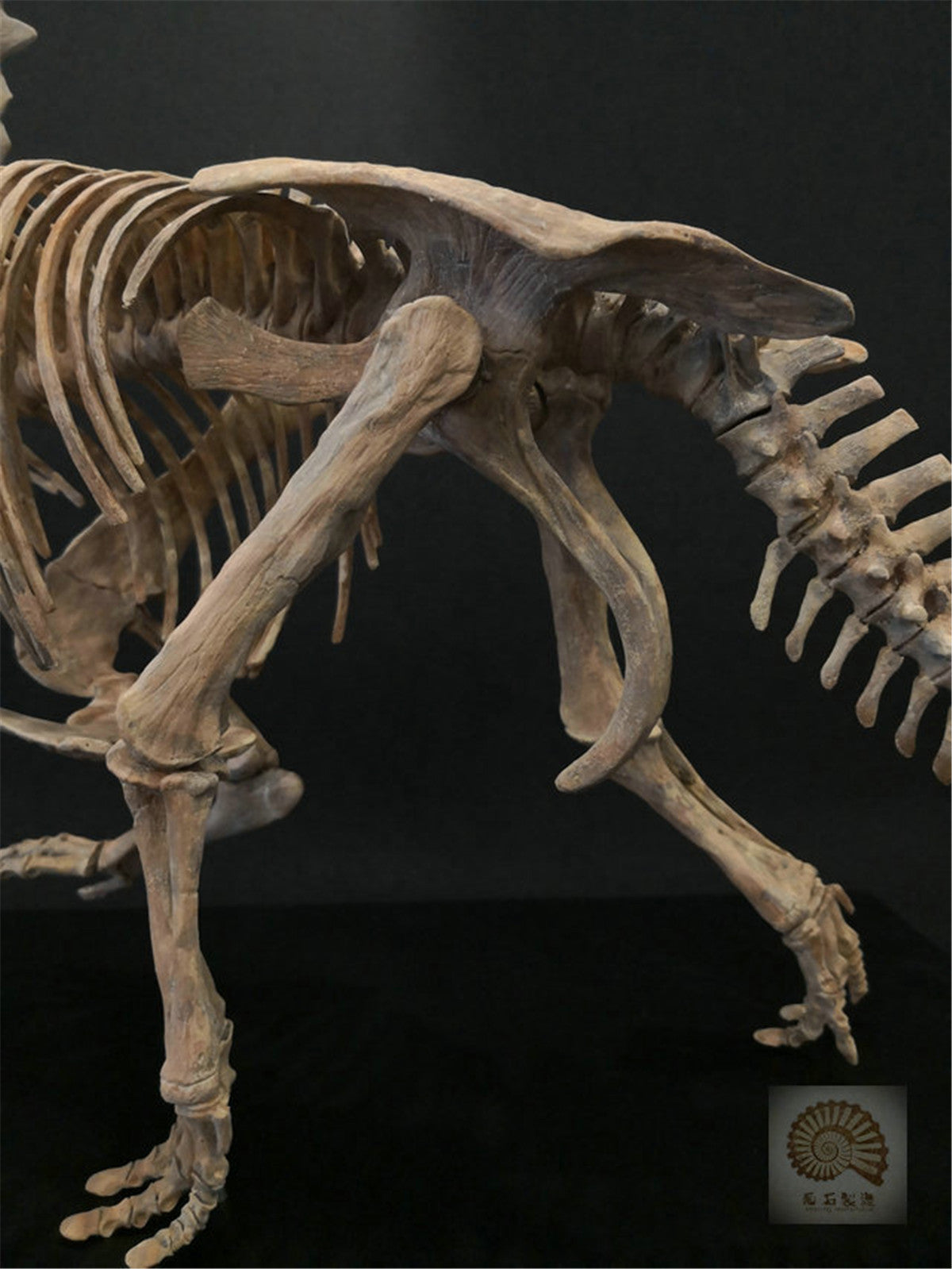 1/10 Pentaceratops Skeleton Model