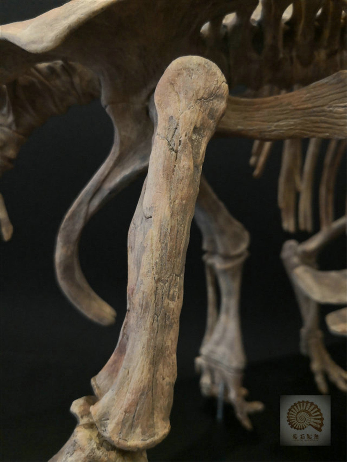 1/10 Pentaceratops Skeleton Model