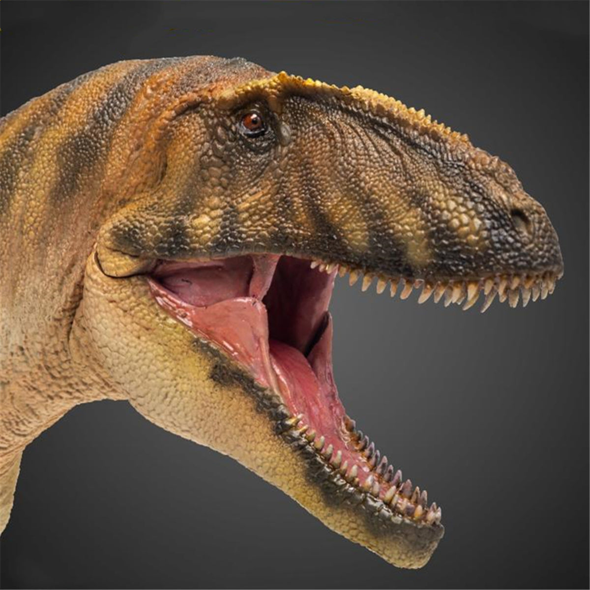 PNSO Carcharodontosaurus Model