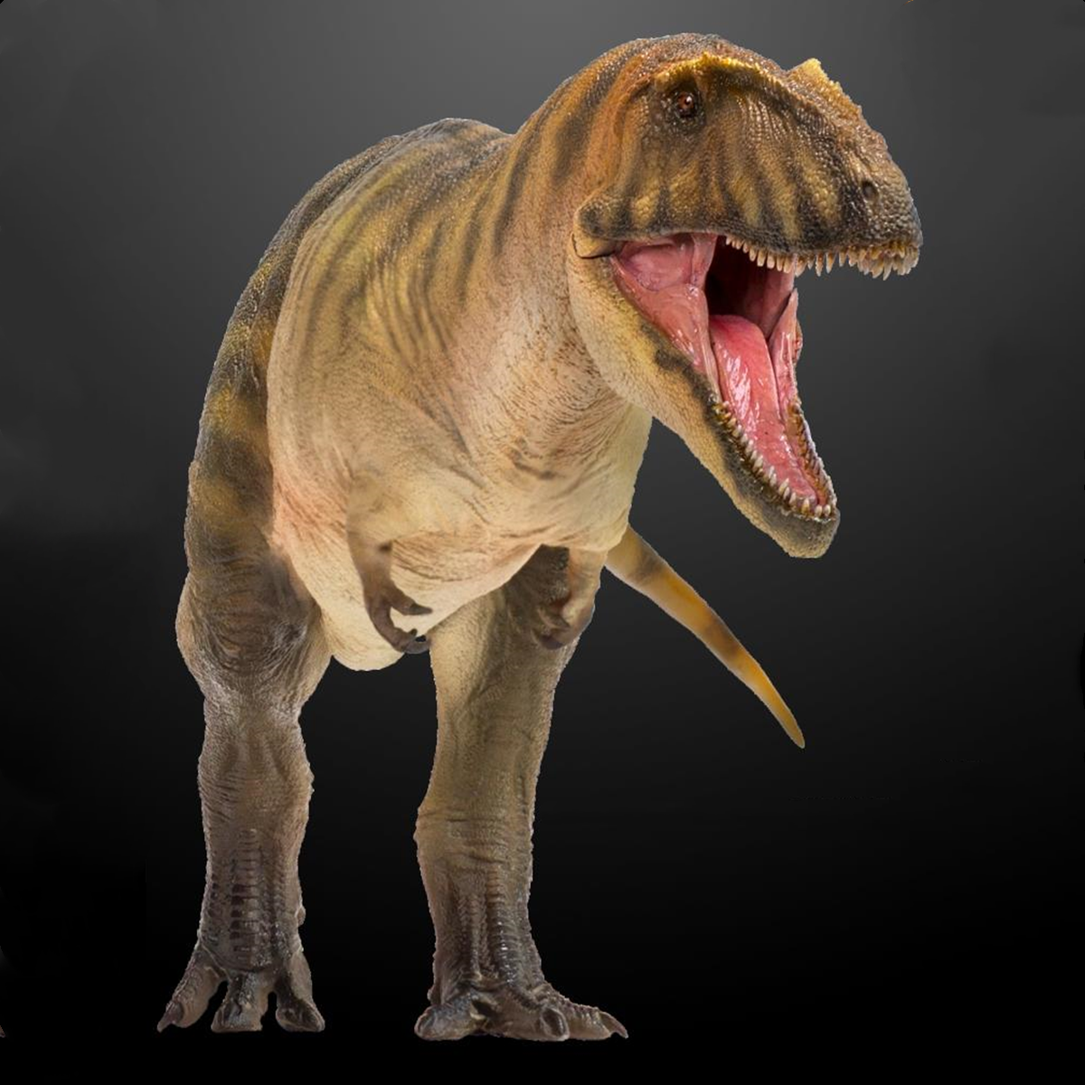 PNSO Carcharodontosaurus Model