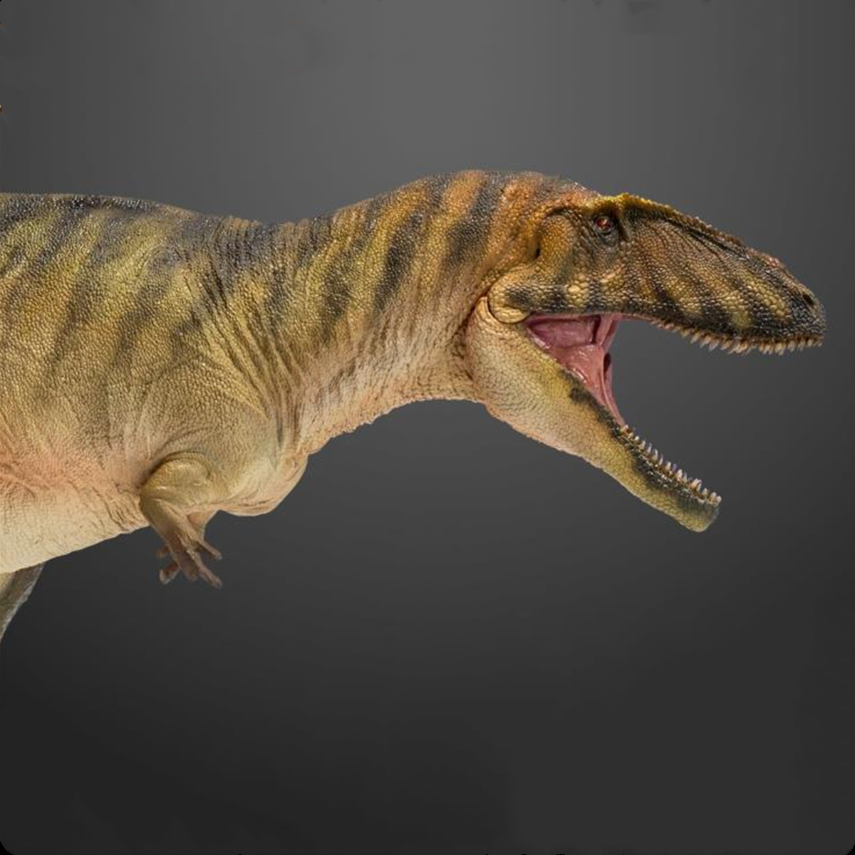 PNSO Carcharodontosaurus Model