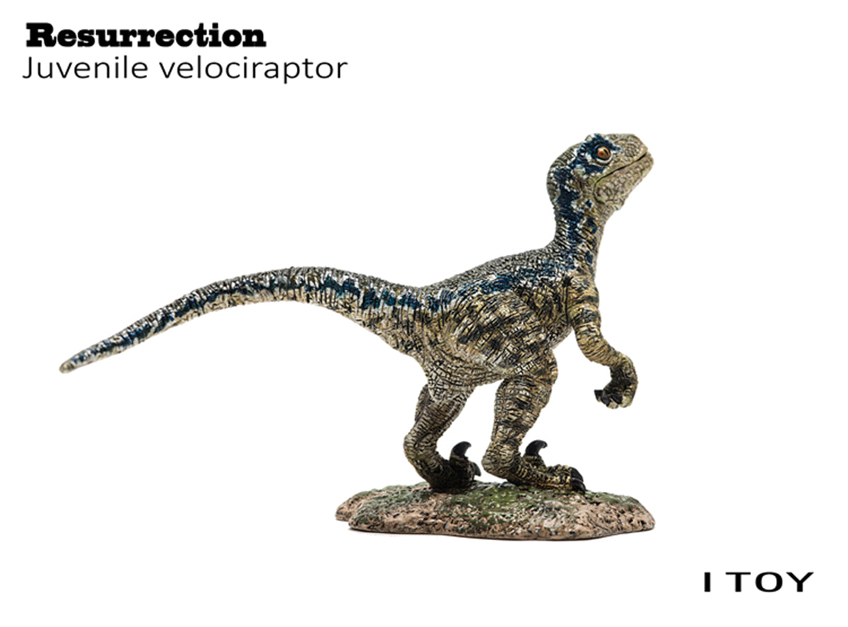 ITOY Juvenile Velociraptor Model