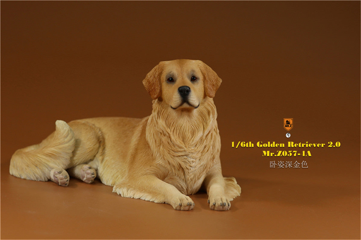Mr.z 1/6 Golden Retriever Model